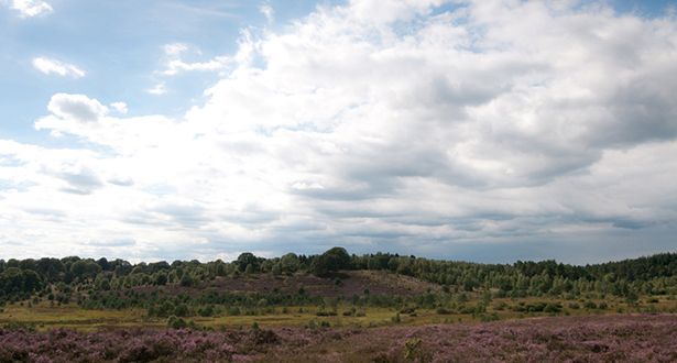 Panoramablick auf die blühende Heide auf dem Surhorn