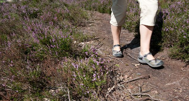 Nahaufnahme der Beine eines Heidewanderers auf dem Weg durch die Heide