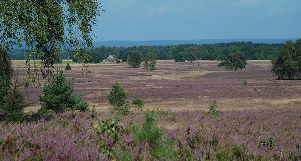 Lila-rosa Besenheide im Hintegrund ein Schaftstall