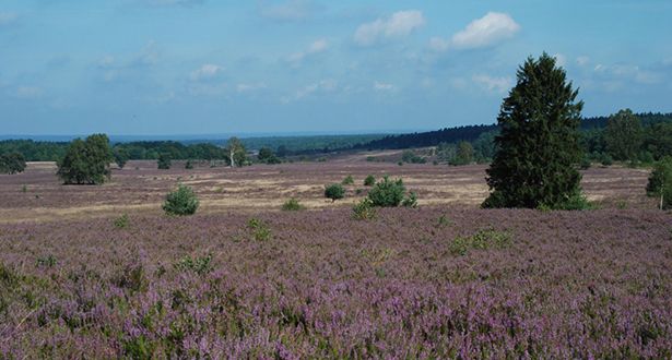 Panoramablick über die Weseler Heide