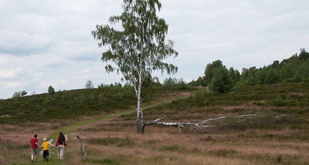 Eine Frau und zwei Kinder spazieren durch die Heide