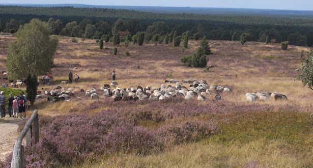 Blick über das blühende Heidetal mit Heidschnucken und Wanderern