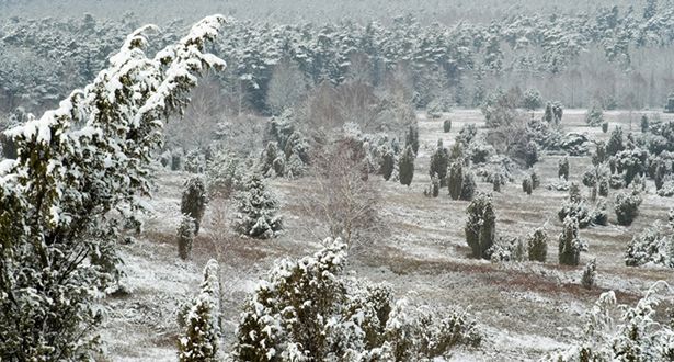 Blick auf das schneebedeckte Heidetal am Wilseder Berg