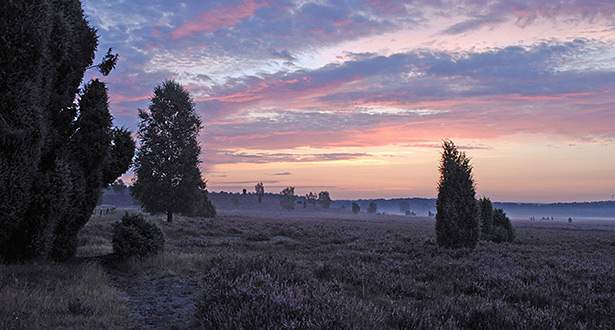 Blick über die Heide in der Abenddämmerung, bedeckt von leichten Nebelschwaden.